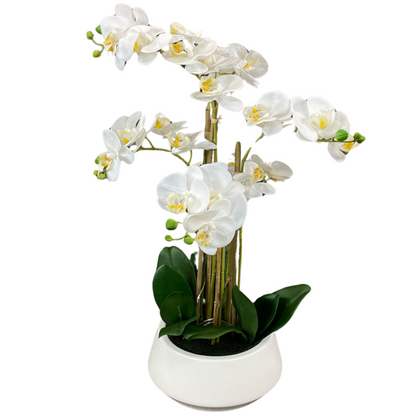 Luxury White Orchid in Sleek Vase