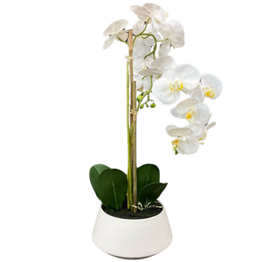 Luxury Orchid Accent in White Vase