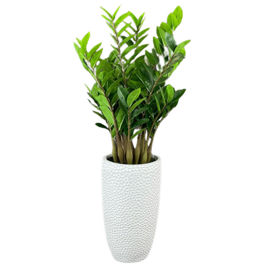 Luxury Zanzibar Plant in Textured White Vase