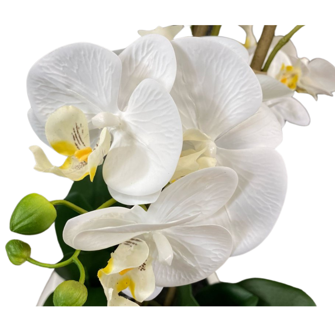 Luxury White Orchid in Sleek Vase