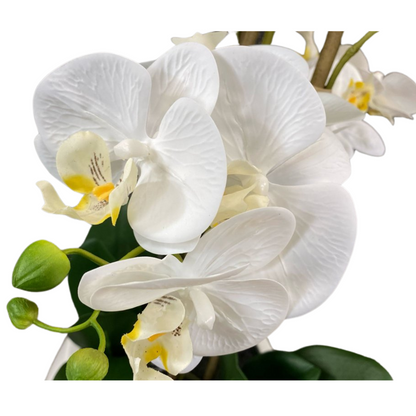 Luxury White Orchid in Sleek Vase