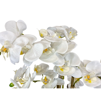 Luxury White Orchid in Sleek Vase