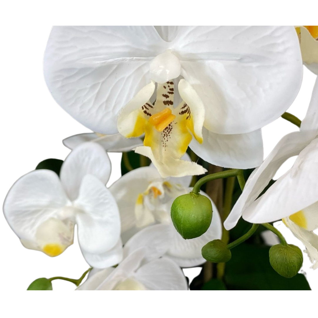 Luxury White Orchid in Sleek Vase