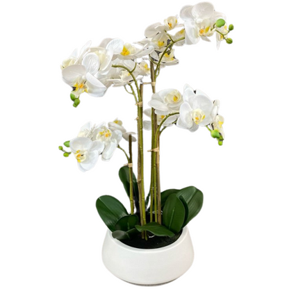 Luxury White Orchid in Sleek Vase