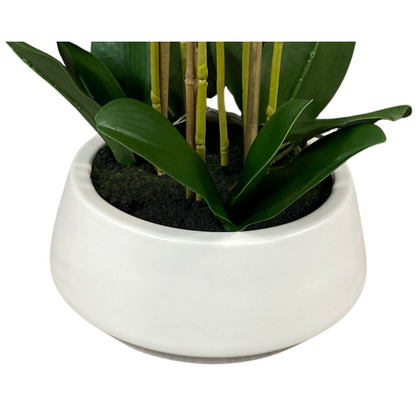 Luxury White Orchid in Sleek Vase